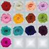 Preserved Rose Colors