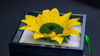 Picture of Mother's Day Deluxe Sunflower Gift Box