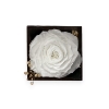 Forever White Rose